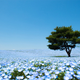 Illustration for article titled A never-ending ocean of 4.5 million flowers in Japan